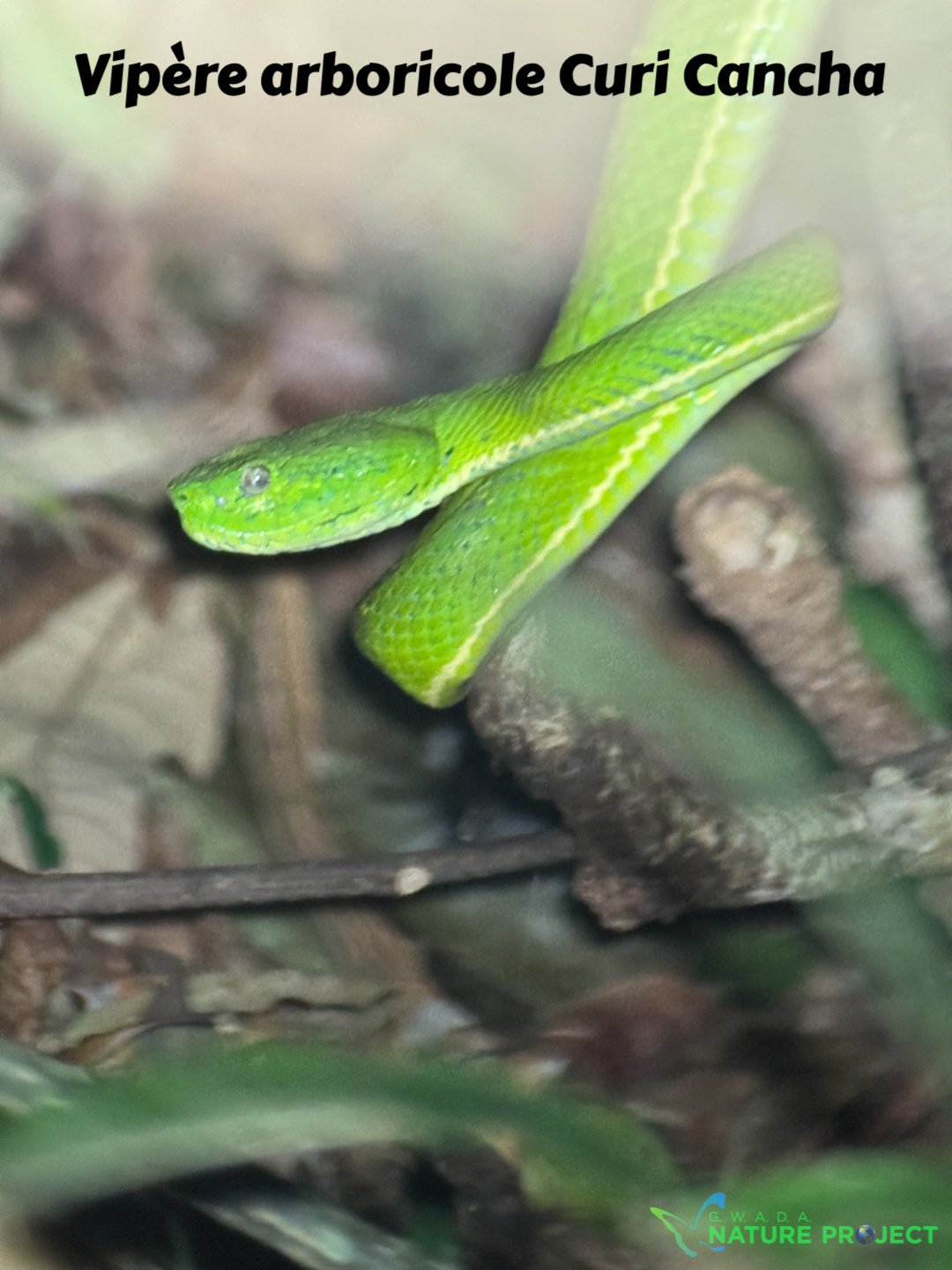 vipere serpents wildlife CostaRica Pura Vida Corcovado