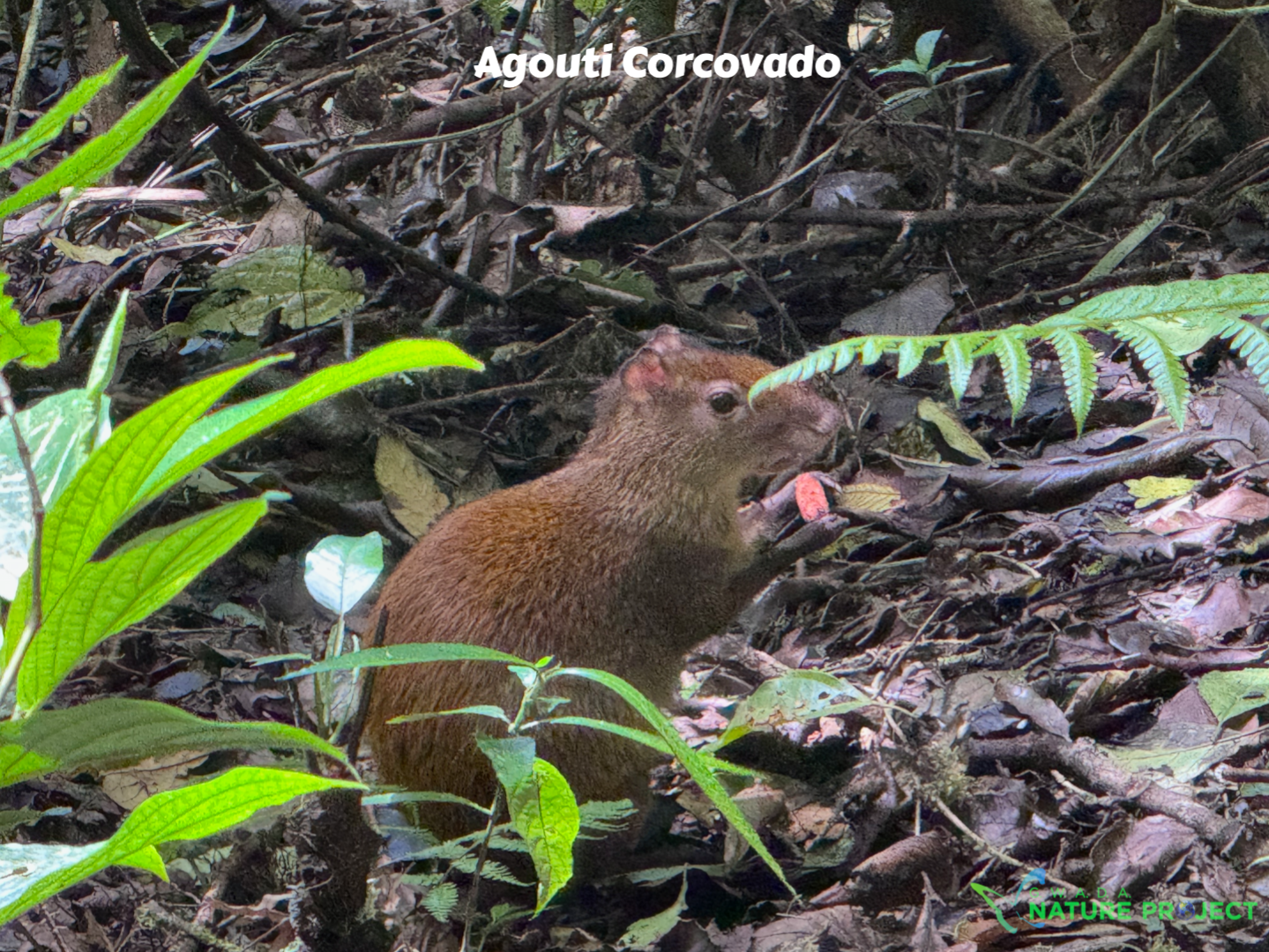 mammiferes wildlife CostaRica Pura Vida Corcovado