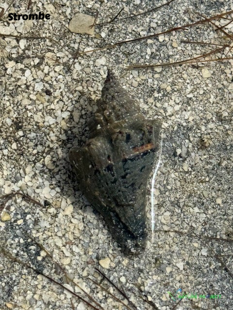 strombe, faune et flore Petit Cul de Sac Marin, Faune et Flore Guadeloupe