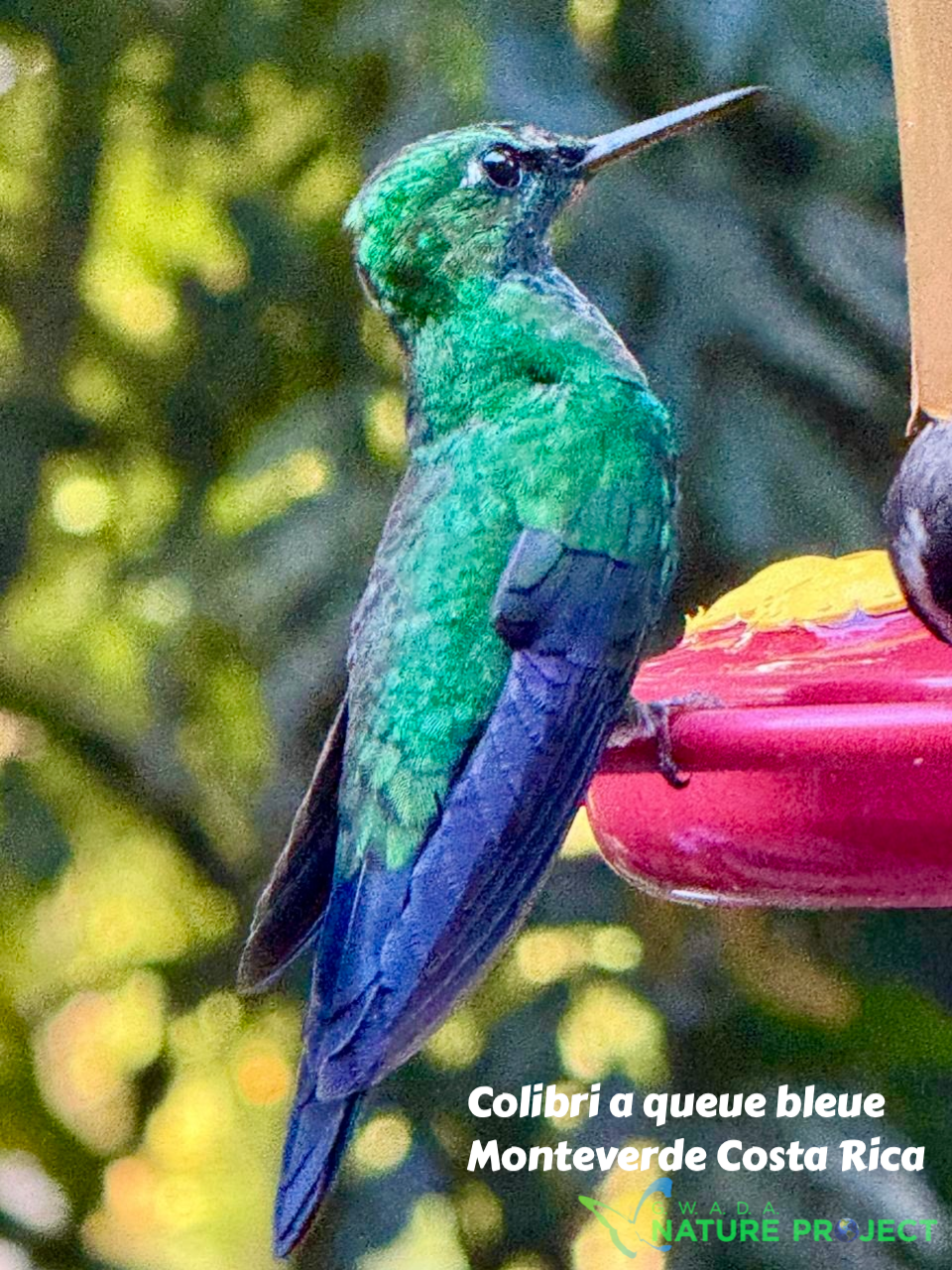 Hummingbird wildlife CostaRica Pura Vida Monteverde Oiseaux
