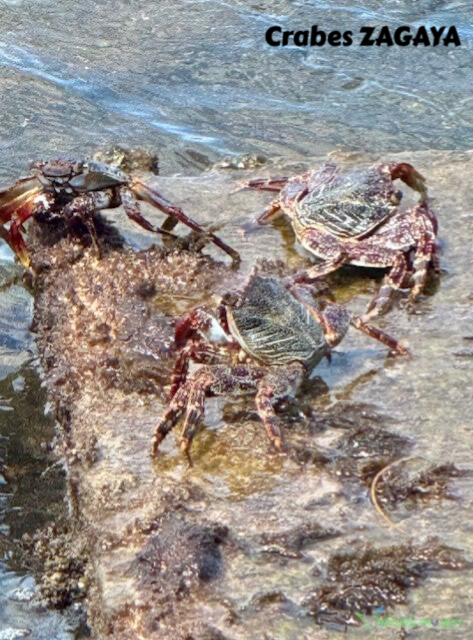 crabe, zagaya, faune et flore Petit Cul de Sac Marin, Faune et Flore Guadeloupe
