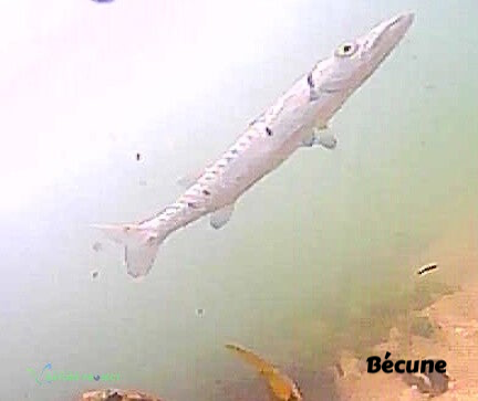 becune, barracuda, faune et flore Petit Cul de Sac Marin, Faune et Flore Guadeloupe