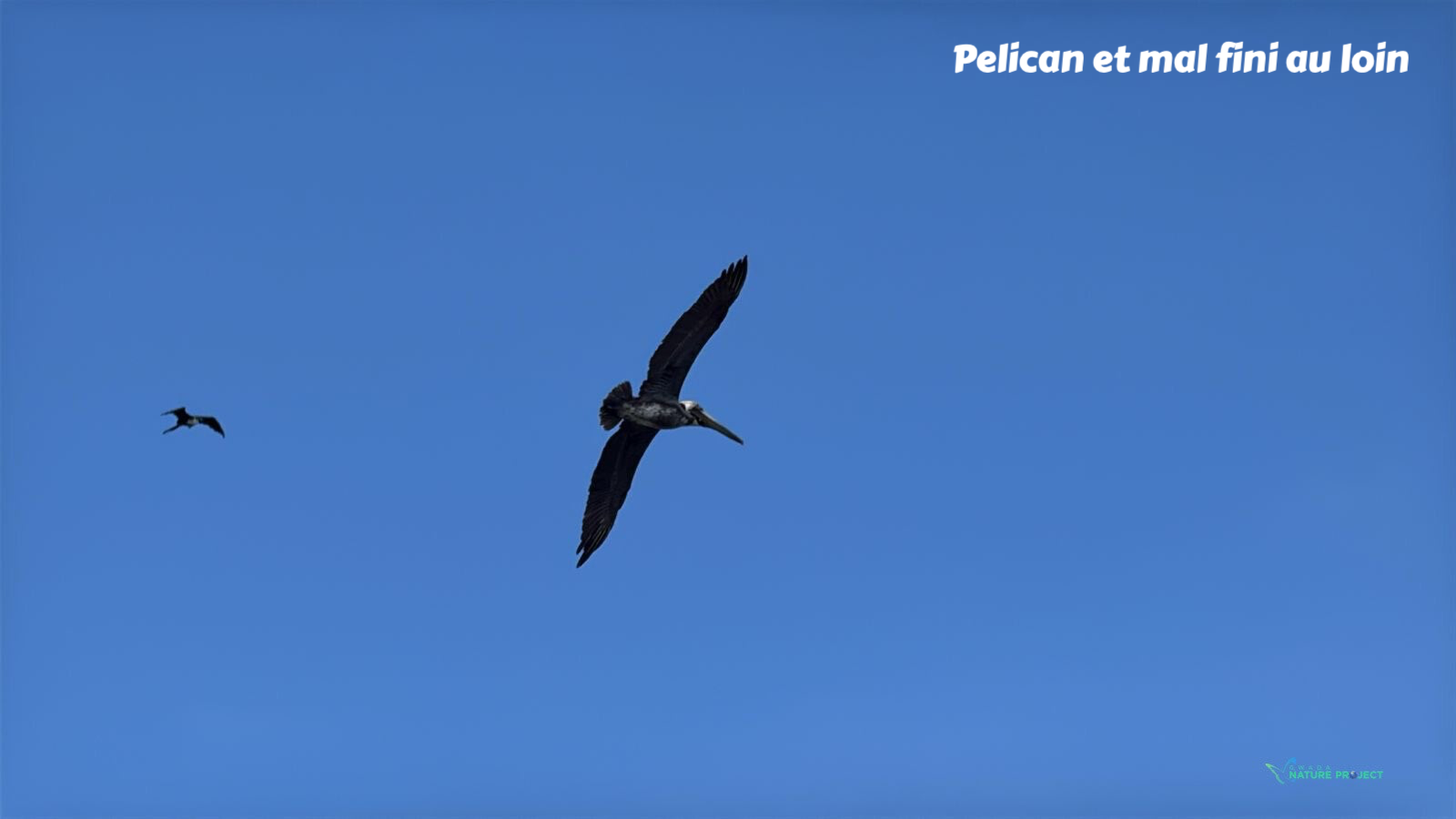 pelican, pelican brun, grand gosier, faune et flore Petit Cul de Sac Marin, Faune et Flore Guadeloupe