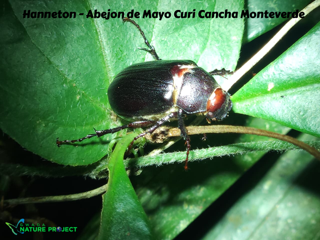 scarabee wildlife CostaRica Pura Vida Curi Cancha