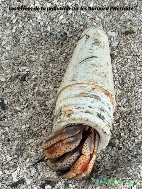 bernard l'ermite, bernard l'hermite, pagure, faune et flore Petit Cul de Sac Marin, Faune et Flore Guadeloupe