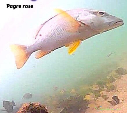 pagre, pagre rose, faune et flore Petit Cul de Sac Marin, Faune et Flore Guadeloupe