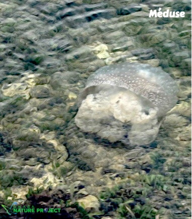 meduse, faune et flore Petit Cul de Sac Marin, Faune et Flore Guadeloupe