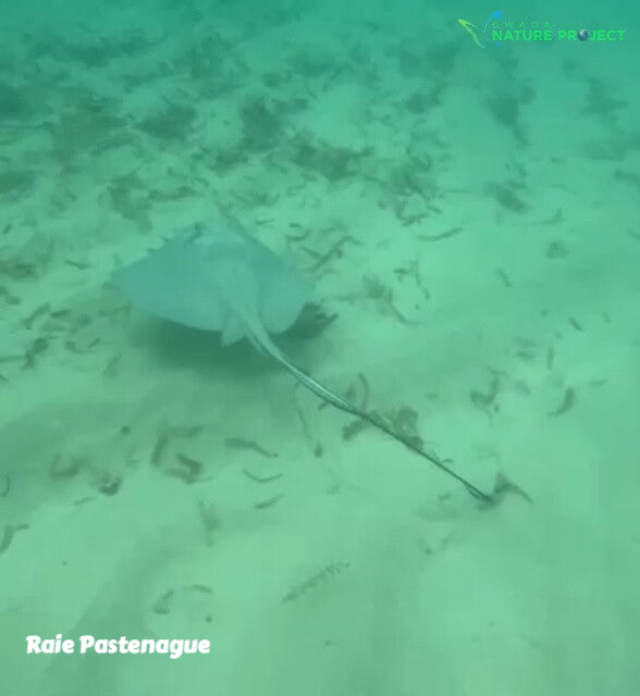 raie, raie pastenague, faune et flore Petit Cul de Sac Marin, Faune et Flore Guadeloupe