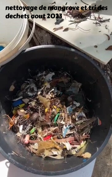 protection de l'environnement, protection des mangroves, ramassage des dechets