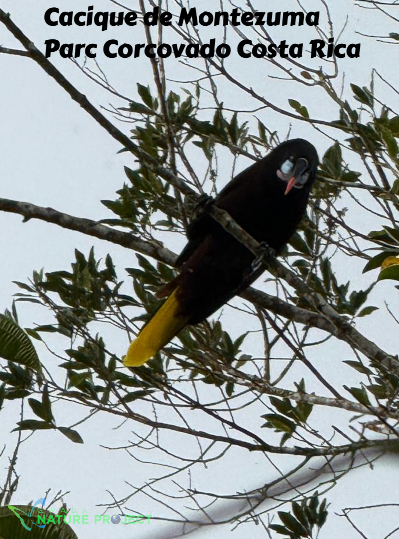cacique wildlife CostaRica Pura Vida Corcovado Oiseaux