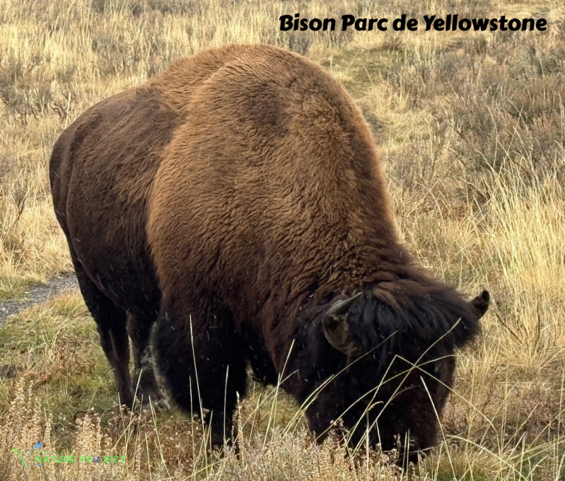 wildlife Yellowstone Bison