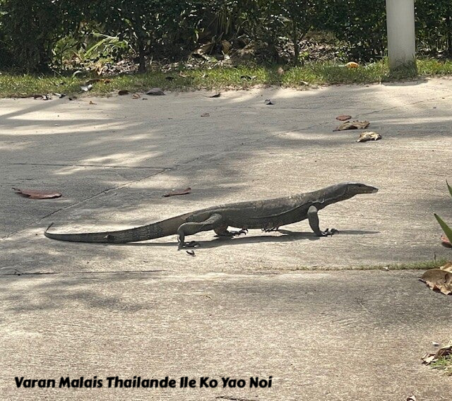 varan malais, varan, thailande, koh yao noi, evasion, voyage