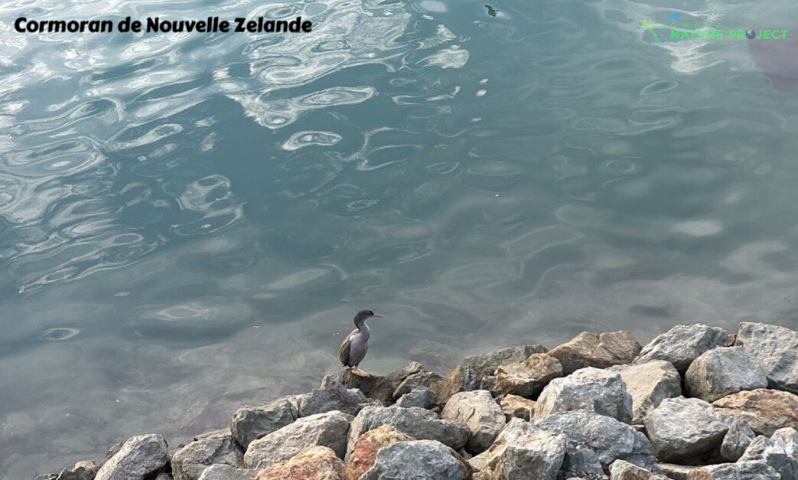 Cormoran, Nouvelle Zelande,voyage, evasion