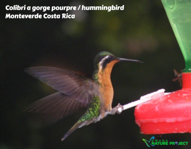 Hummingbird wildlife CostaRica Pura Vida Monteverde Oiseaux