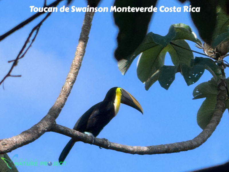 toucan wildlife CostaRica Pura Vida Monteverde