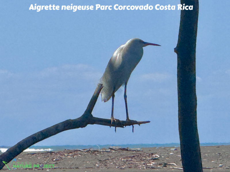 Heron wildlife CostaRica Pura Vida Corcovado Oiseaux
