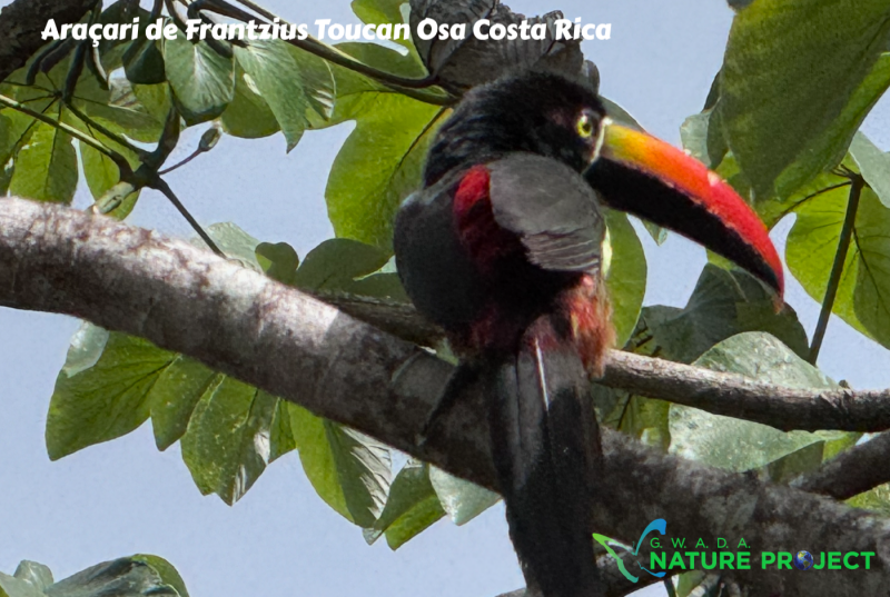 toucan  wildlife CostaRica Pura Vida OSA