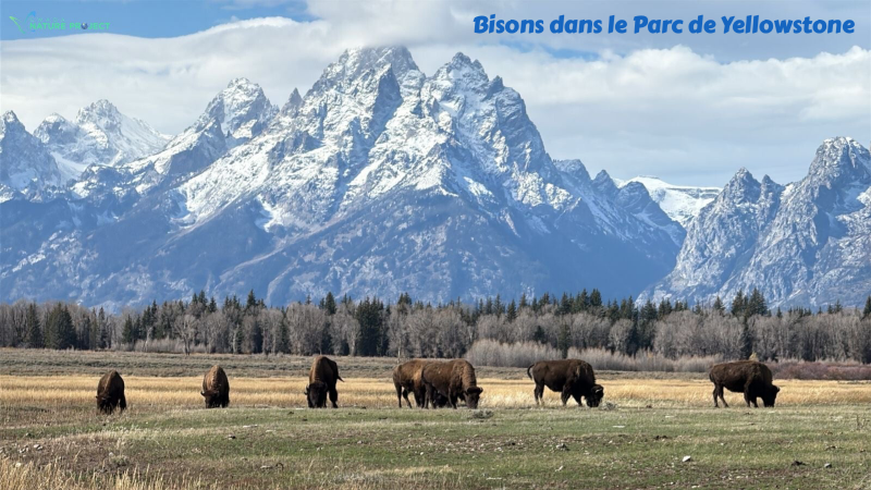 wildlife Yellowstone Bisons