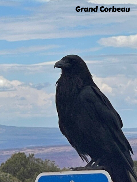 Grand corbeau americain, Etats Unis, Evasion