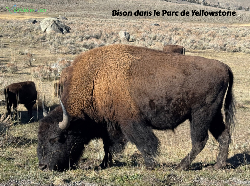 Yellowstone wildlife bison