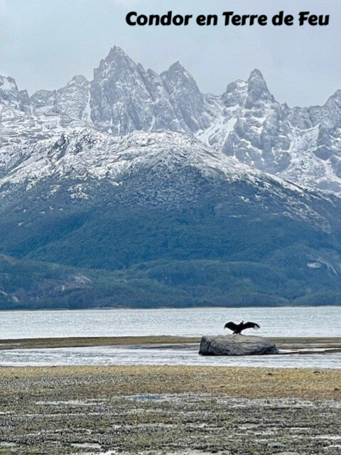 Condor, terre de feu, chili, evasion
