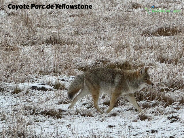 wildlife Yellowstone Coyote