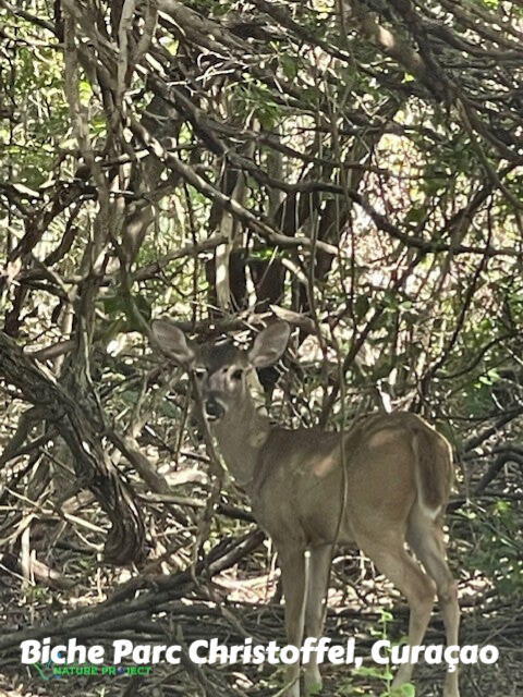biche, parc christoffel, evasion, voyage, curaçao