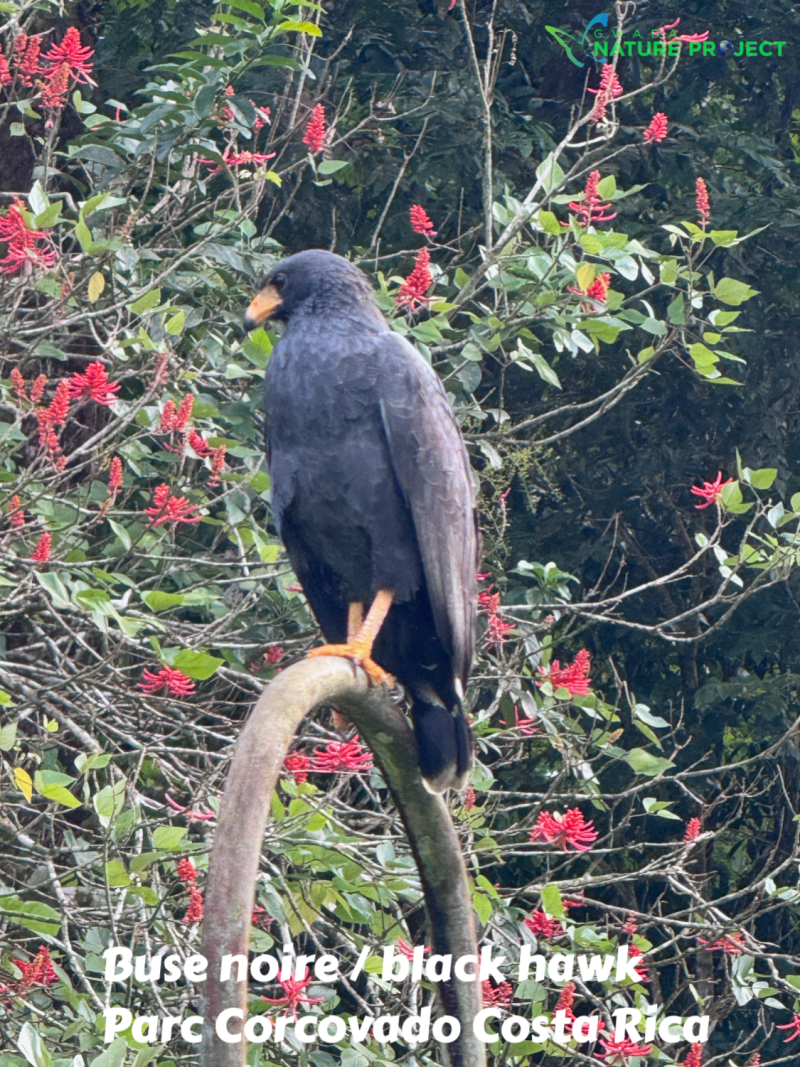 rapace wildlife CostaRica Pura Vida Corcovado Oiseaux