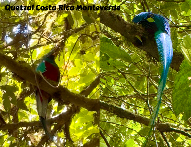 quetzal wildlife CostaRica Pura Vida