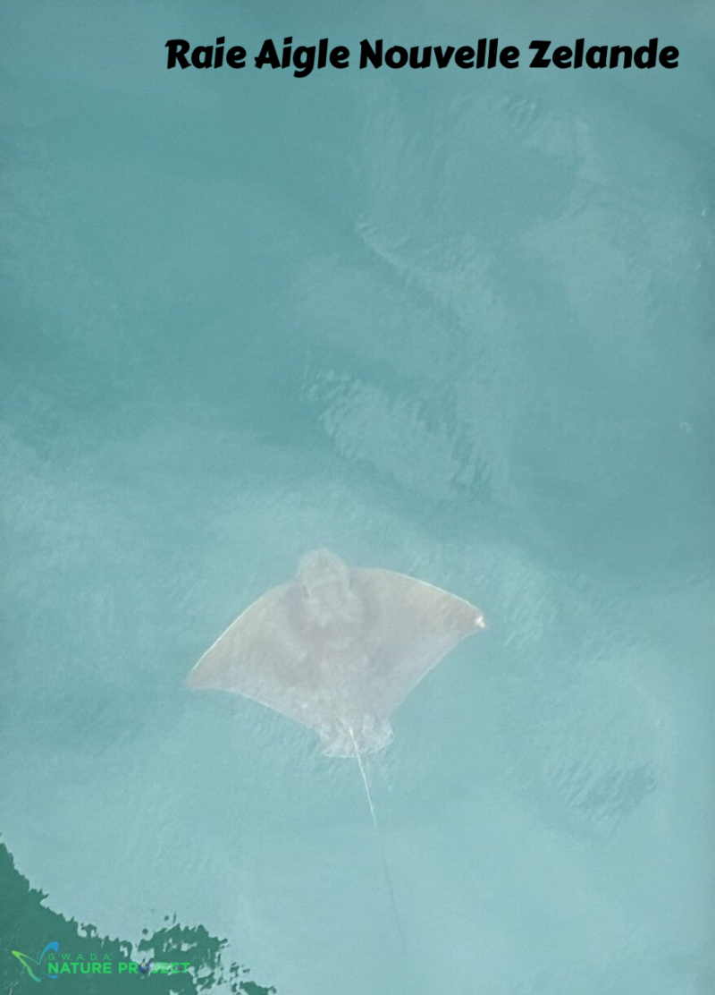 raie, raie aigle,Nouvelle Zelande,voyage, evasion