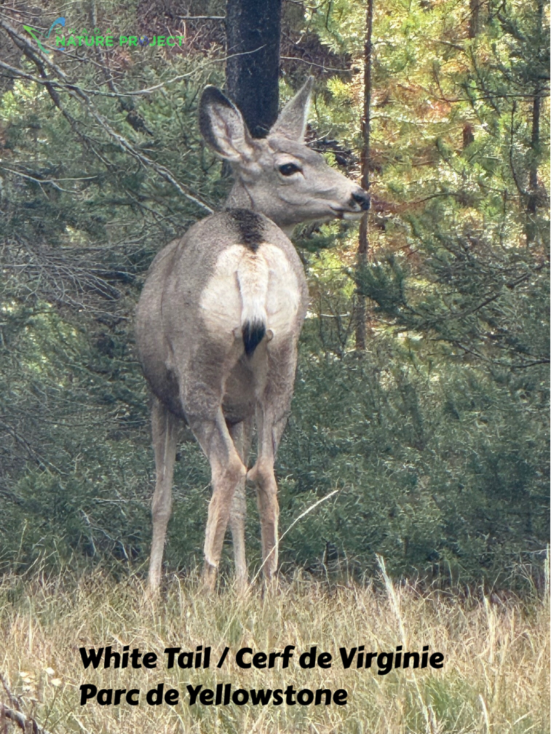 wildlife Yellowstone White Tail. Cerf de Virginie