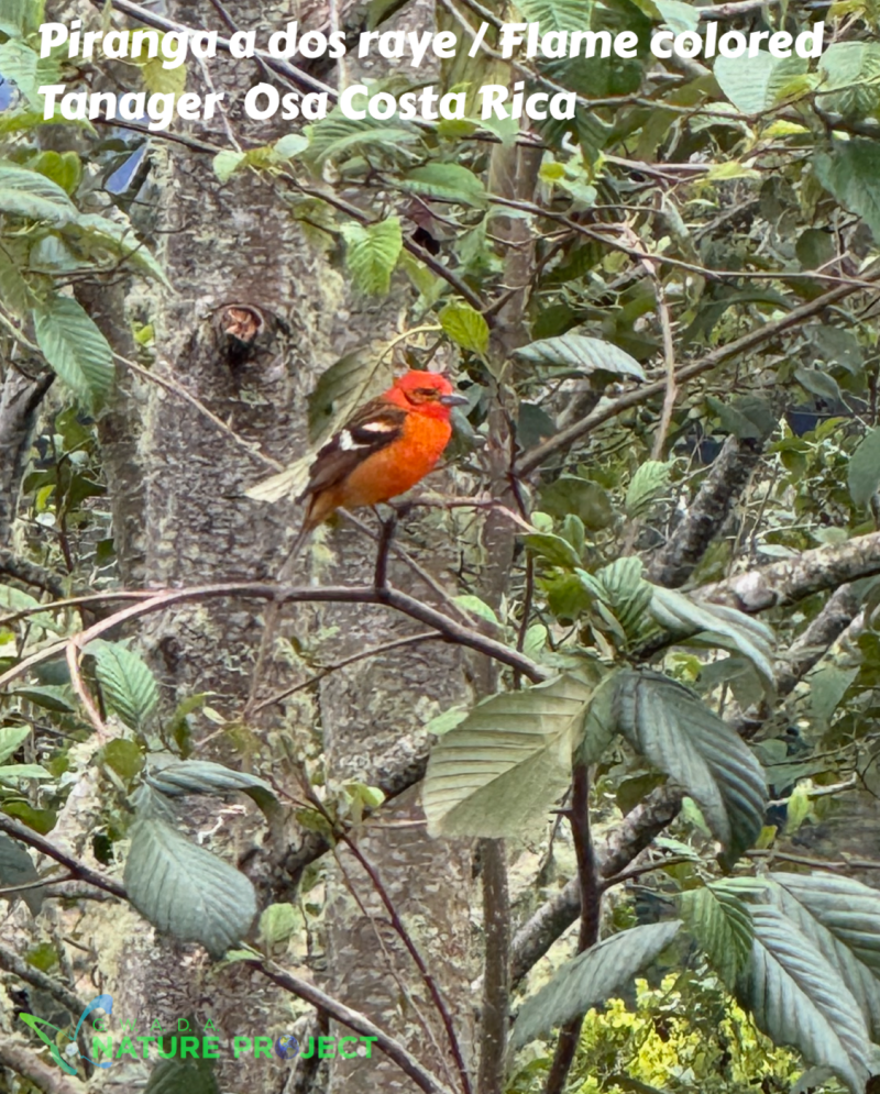 Tanager wildlife CostaRica Pura Vida Osa Oiseaux