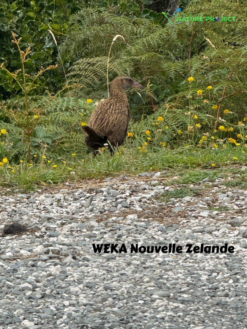 weka,Nouvelle Zelande,  voyage, evasion