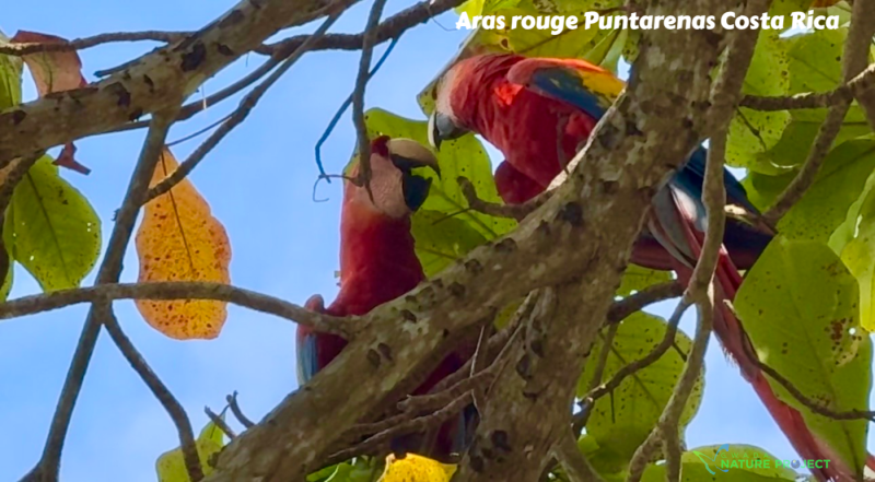 Aras  wildlife CostaRica Pura Vida Puntarenas