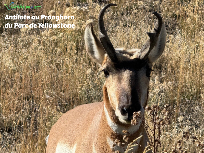 wildlife Yellowstone Antilope Pronghorn