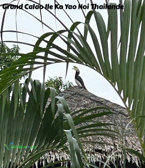 calao, koh yao noi, thailande, evasion, voyage