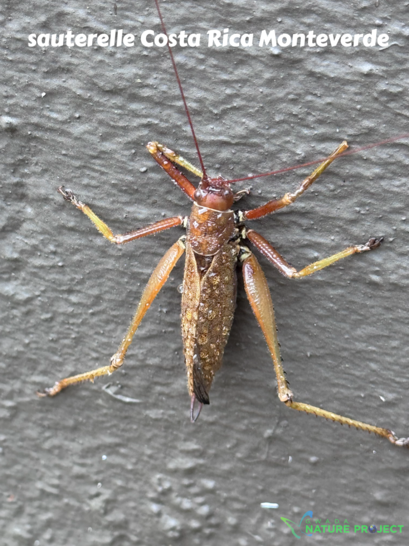 sauterelle wildlife CostaRica Pura Vida Monteverde