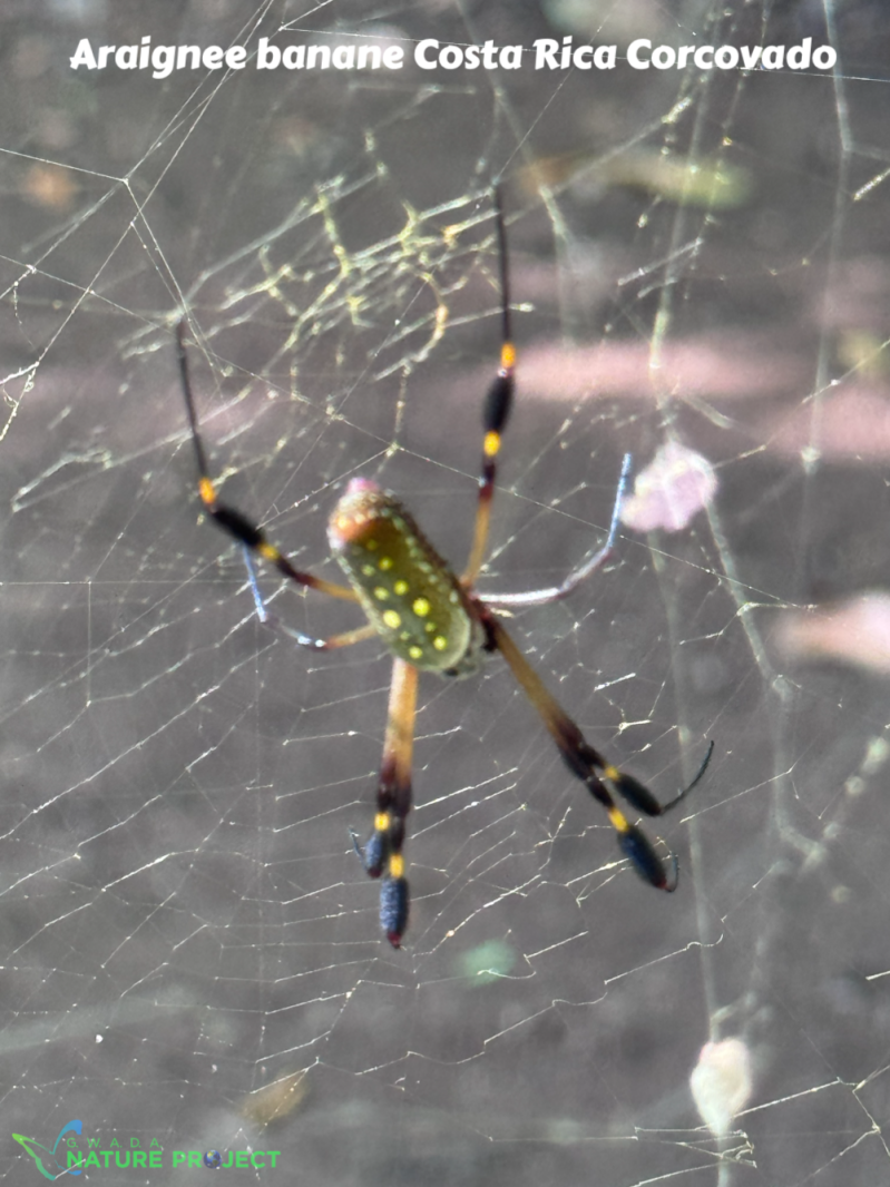Araignee wildlife CostaRica Pura Vida Curi Cancha