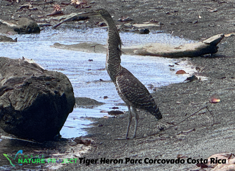 Heron wildlife CostaRica Pura Vida Corcovado Oiseaux