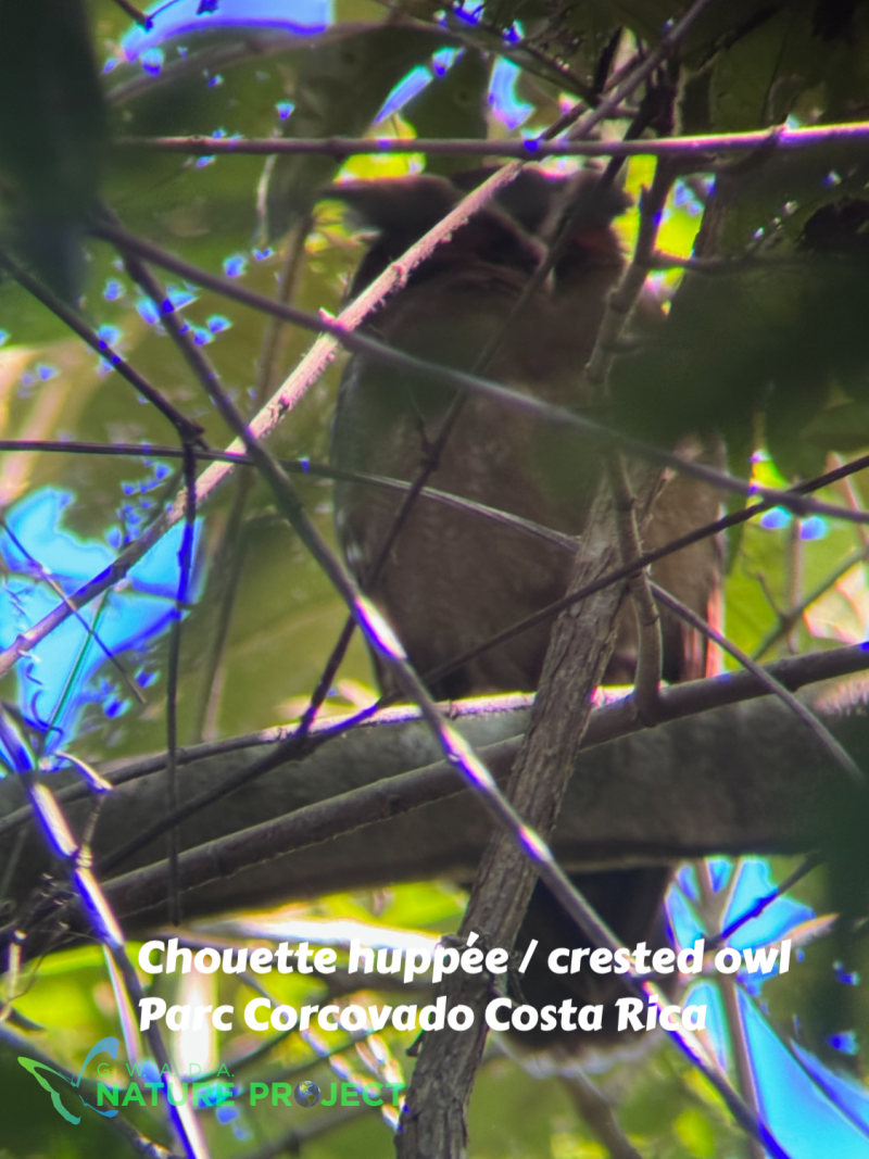 rapace wildlife CostaRica Pura Vida Corcovado Oiseaux