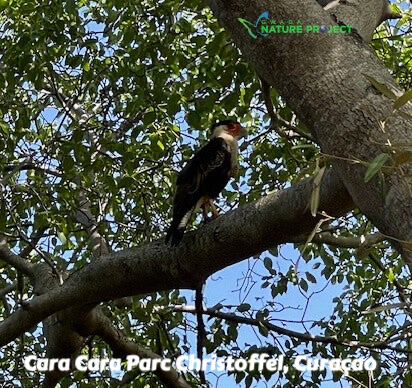 Cara cara, parc christoffel, curaçao, voyage, evasion