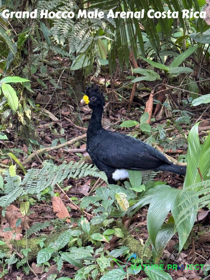 Curassow wildlife CostaRica Pura Vida Volcan Arenal Oiseaux