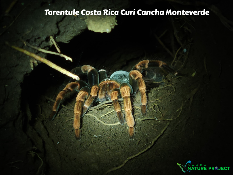Araignee wildlife CostaRica Pura Vida Curi Cancha
