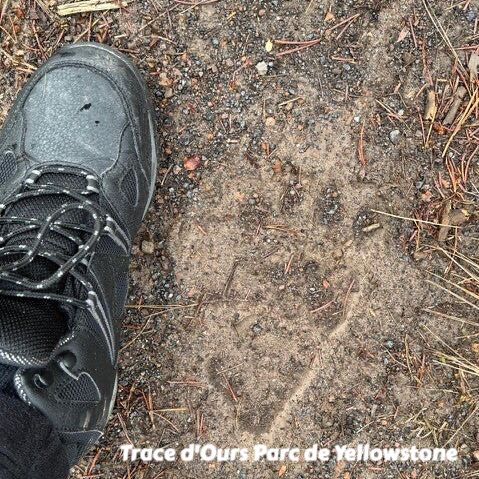 wildlife Yellowstone Ours