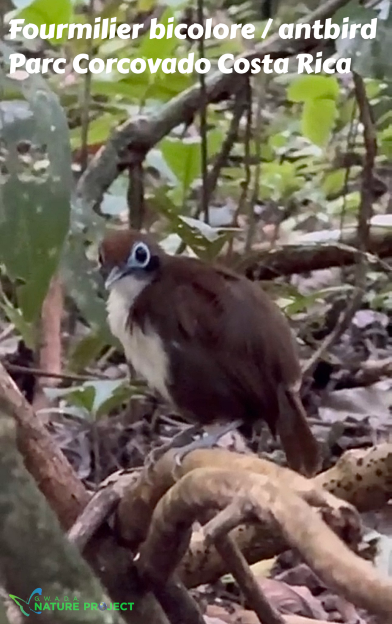 Ant bird wildlife CostaRica Pura Vida Corcovado Oiseaux