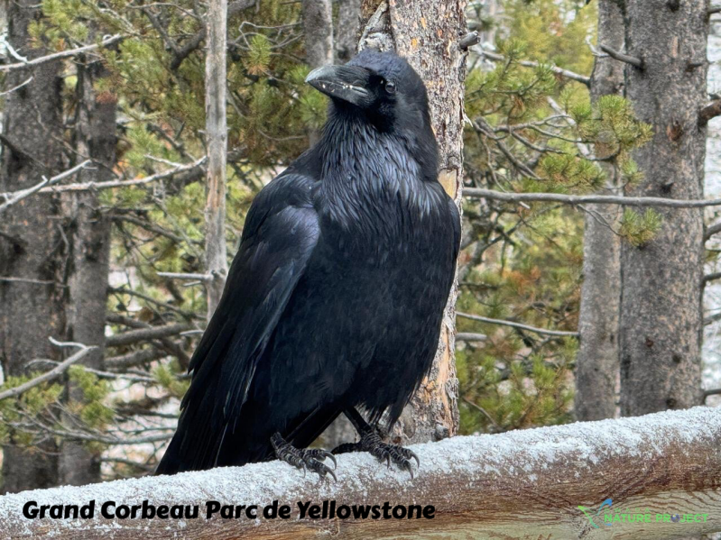 wildlife Yellowstone Grand Corbeau oiseau