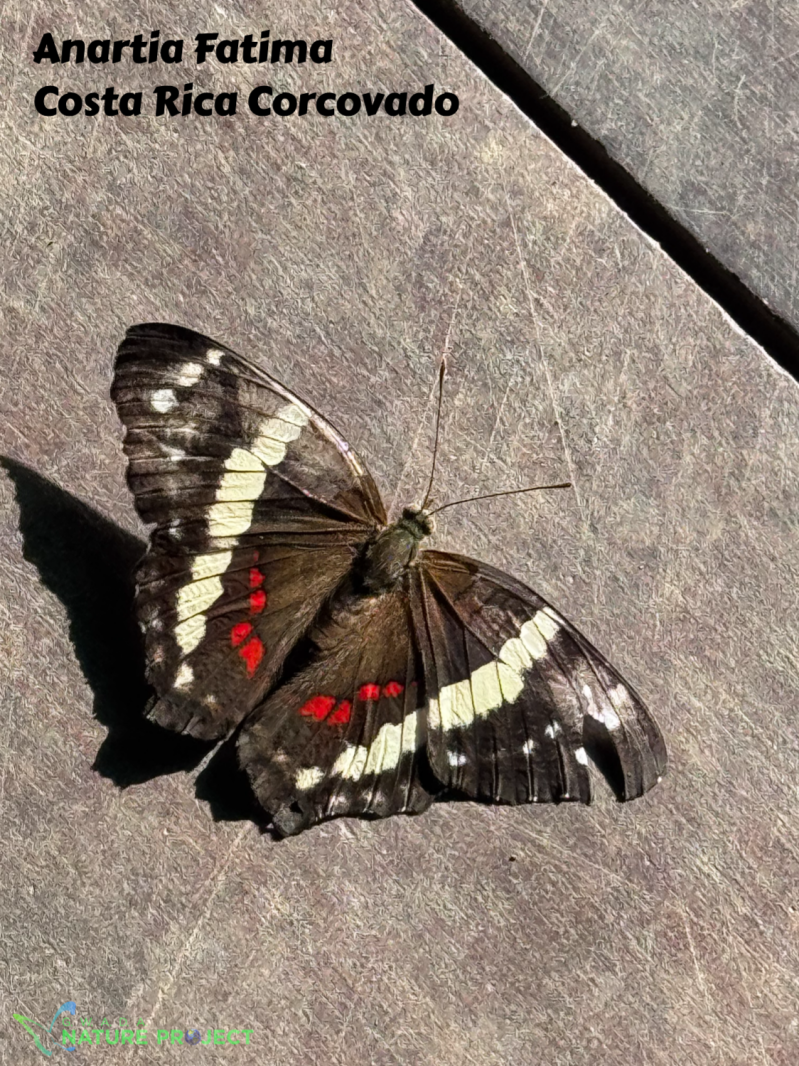 papillon wildlife CostaRica Pura Vida Corcovado