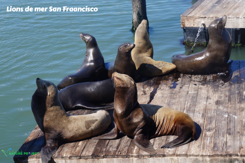 Lions de Mer, San Francisco, Etats Unis, Voyage, Evasion