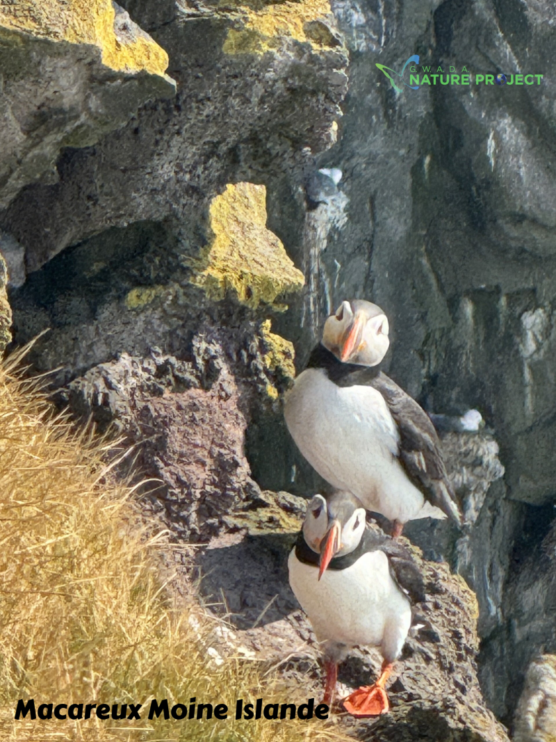 macareux, macareux moine,Islande, Evasion, voyage