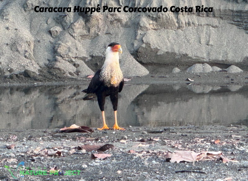 rapace wildlife CostaRica Pura Vida Corcovado Oiseaux